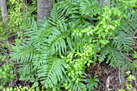 Polypodium cambricum